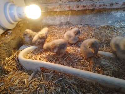 Bnatam chicks for sale  |bantam|fancy