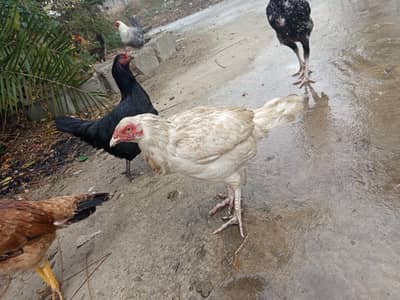 چھینا مرغ خالص آصیل (Aseel) – میل اور فی میل چینی نسل – میل اور فی میل