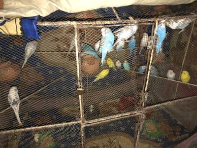 Australian parrots pair breader PH : 03341078786