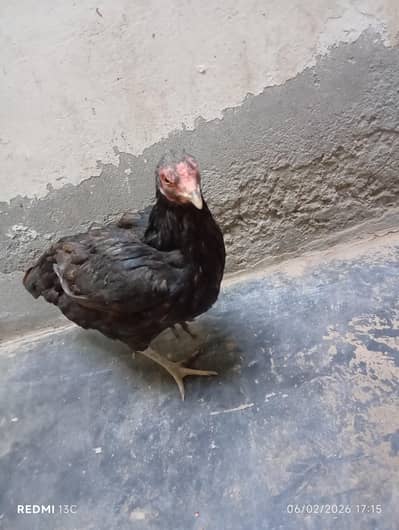 aseel mianwali cross female