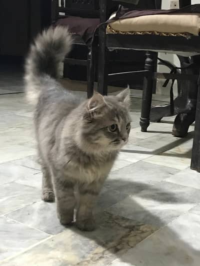 Ash grey persian 7 month male cat for sale active liter train