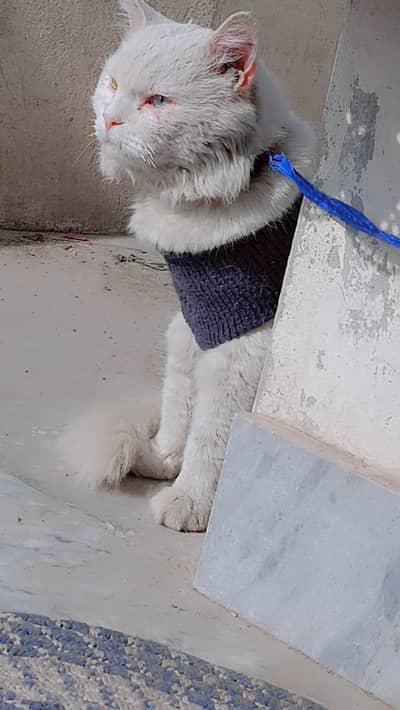 3000 only for stud 03340572553