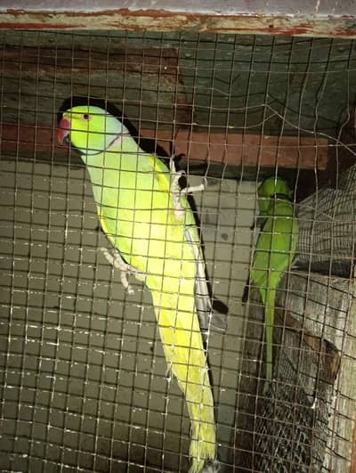 High Quality green Pair