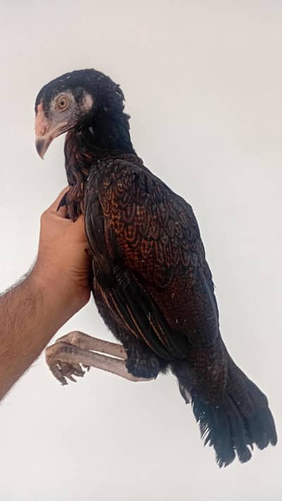 Aseel Madi | Mianwali Aseel | Aseel Female | Aseel Pathi