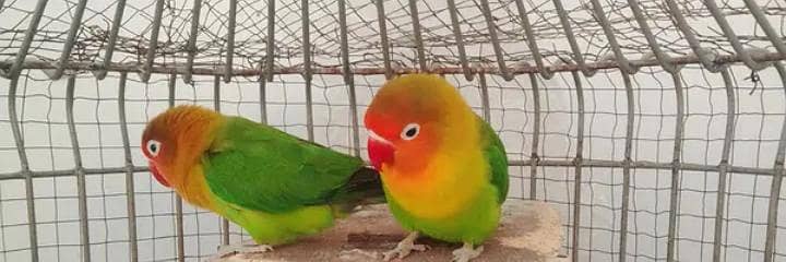 Fisher colony for sale