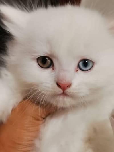 Odd eyes persian white male for sale