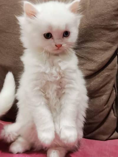 blue eyes persian white male for sale