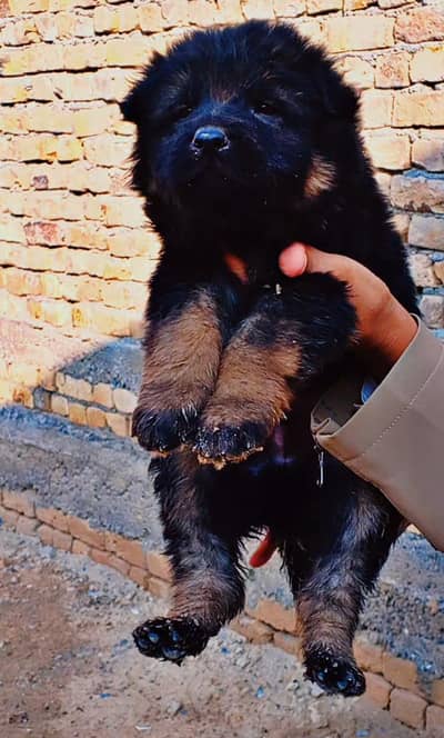 German shepherd male long coat and female long coat piar