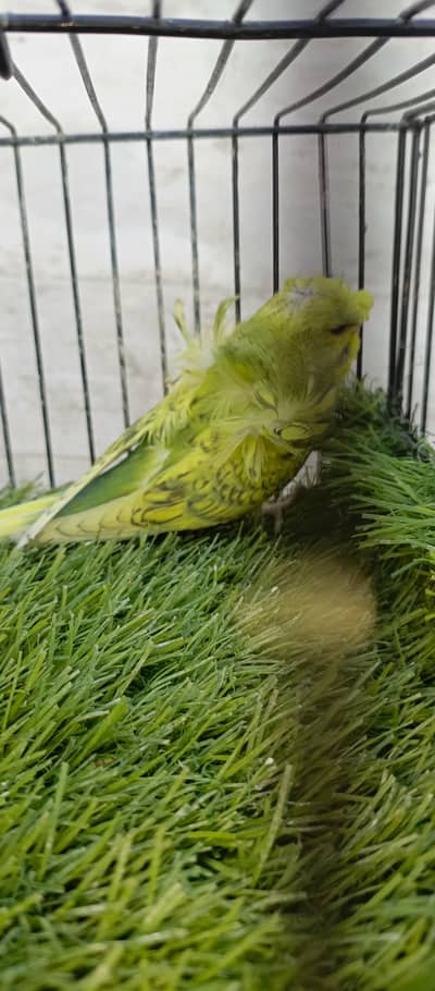 ready to breed females per pcs