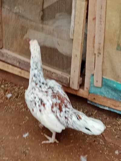 Aseel muski an and cheeni madi