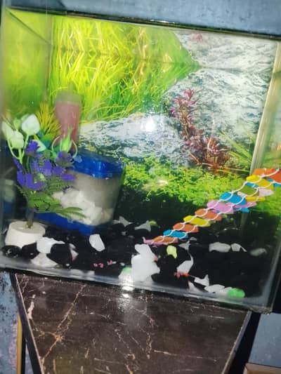fish aquarium