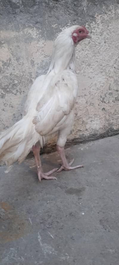ASEEL heera MALE FOR SALE