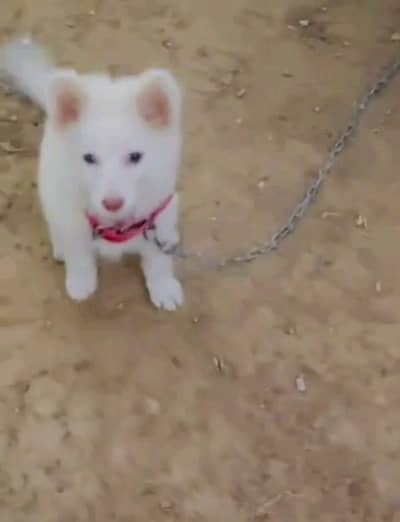 Russian puppies dog for sale 03296428873wahtsap