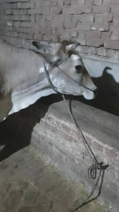 2nd timer sath bacha ha 10 kg Milk 2 time ka. Demand 3.50 lakh