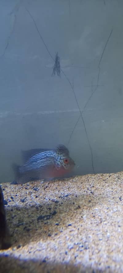 flowerHorn for Sale.