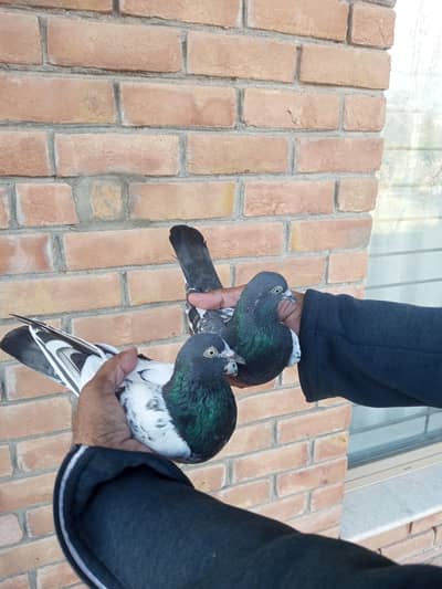 High quality tedy pair