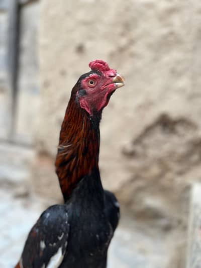 india parrot beak aseel