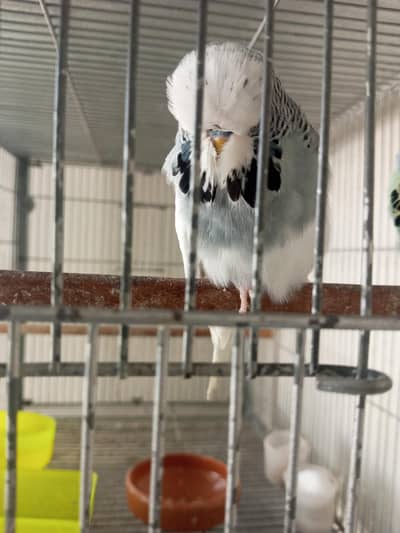 exi male and yellow pair for sale