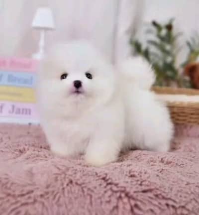 pomeranian puppies dog helthy for sale