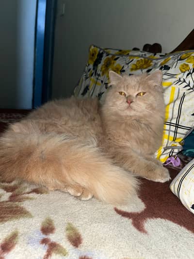 "Adorable Persian cat for Sale - Playful & Affectionate