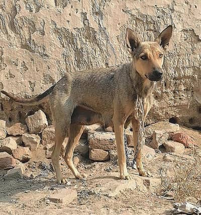bagiyari female security k liye
