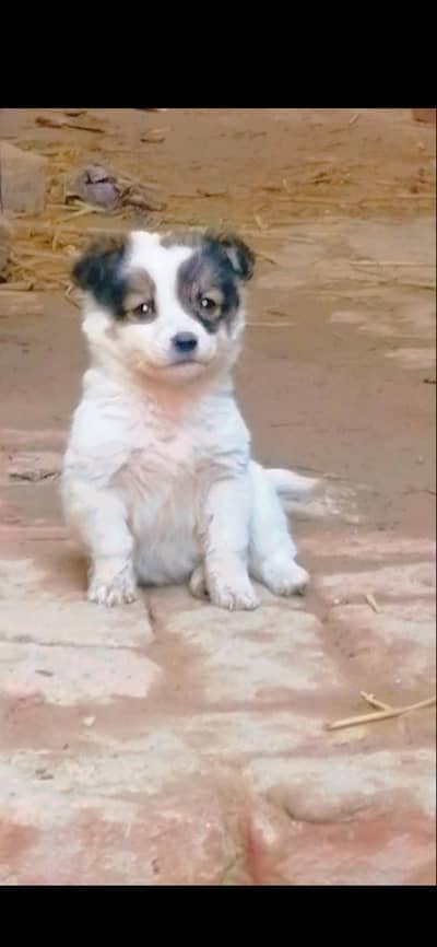 russian male  pup zero size