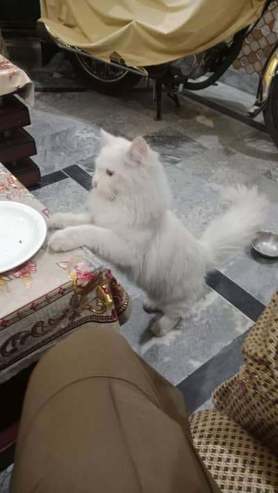Persian cat female