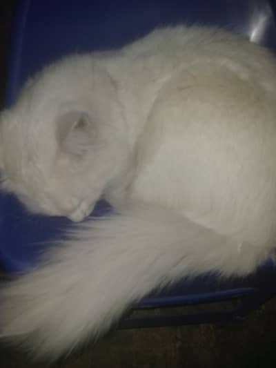 Active enjoy to play with ball taim friendly. do washroom in toilet