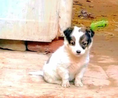 Russian x poodle male pup