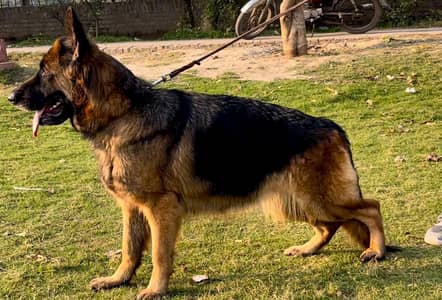 German shepherd female available for contact 03244264272