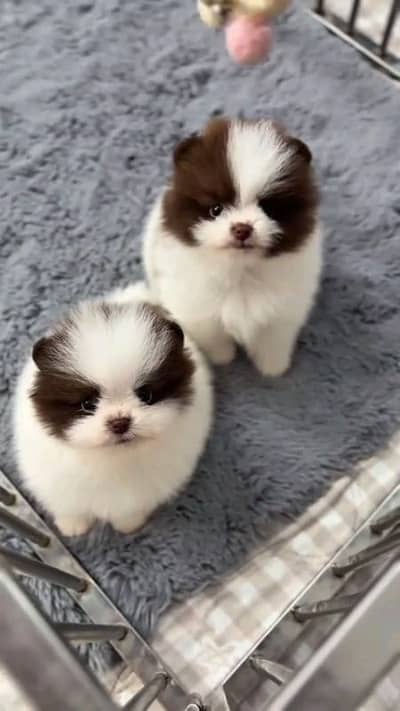 helthy and active pomeranian puppies dog for sale