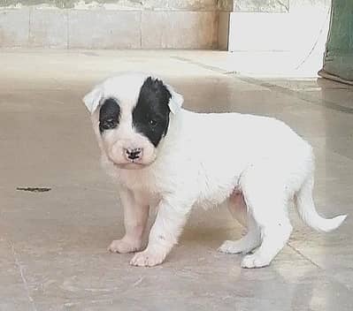 bully gultair male pup for sale