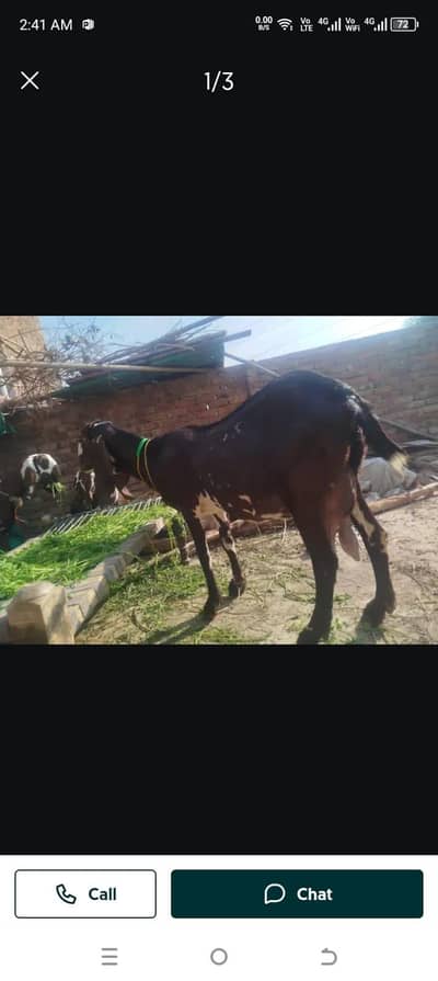 beetal bakri  with baby  female