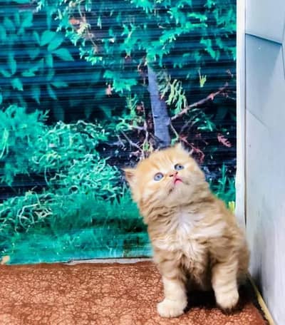 Persian Cat for sale my WhatsApp number 03457084434