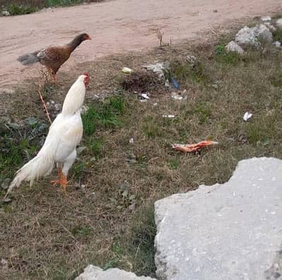 aseel patha or aseel murgi