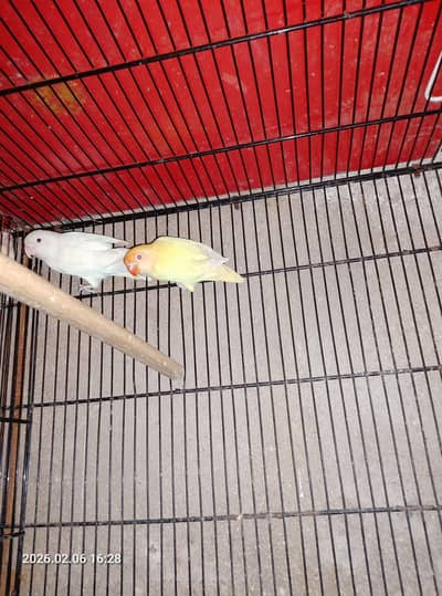 blue pastel and albino to decino red eye