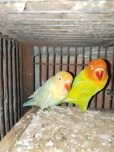 Breeder Pall fellow pair exchange possible