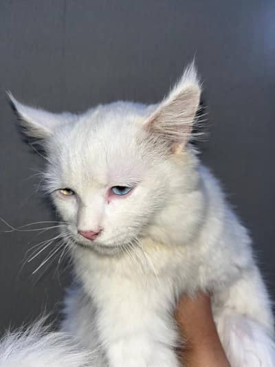 Cat for Sale-Well Groomed + odd eyes