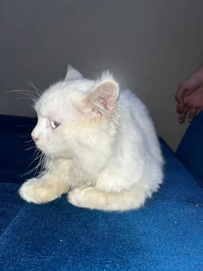 Cat for Sale-Well Groomed + odd eyes