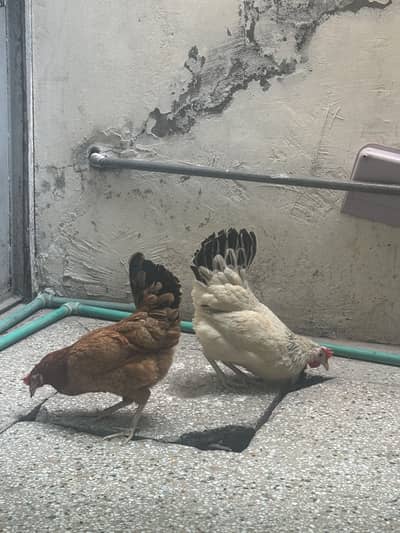 Desi hen egg laying