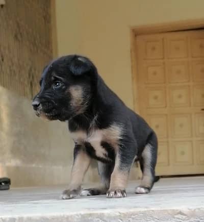 German shepherd female puppy for sale