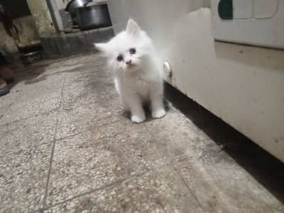 persion cats for sale