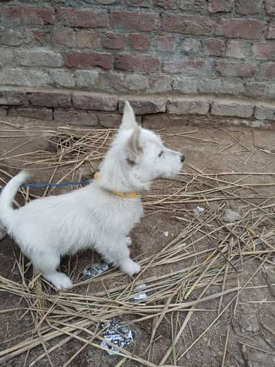 pure pista balo female