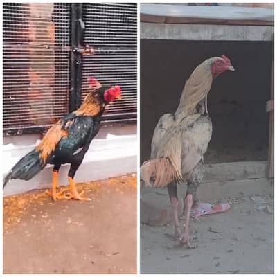 Aseel putha for sale