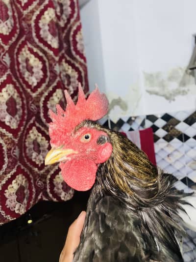 Urgent sale quality wala bengum