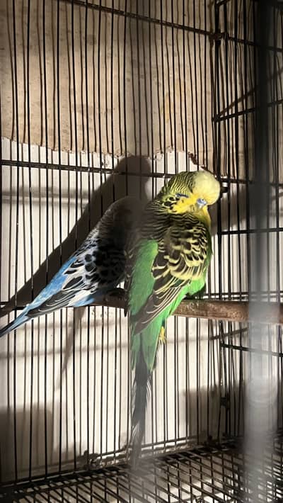 Exhibition breeder pair