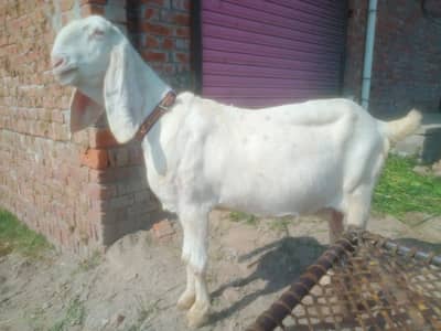 3 month gaban bakeri for sirf shoqeen bhai