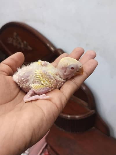 lovebird baby
