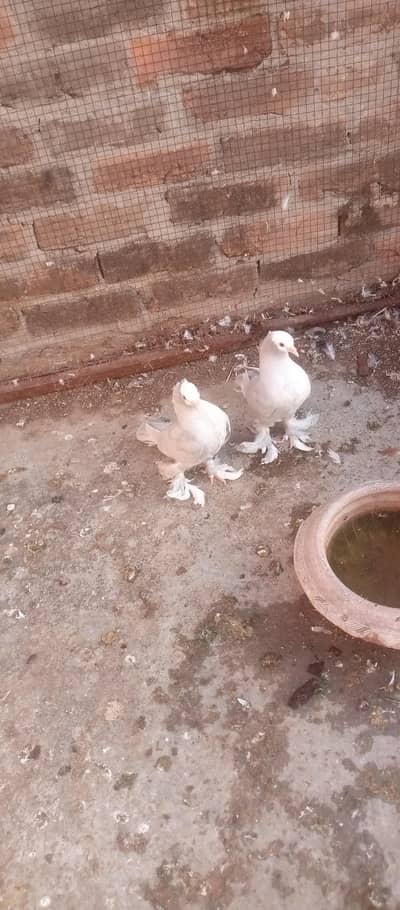 quality fancy pijon pair