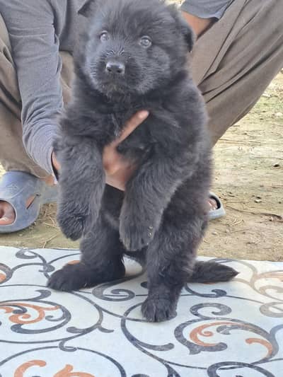 Black long hair male & female  pups|gsd|black shepherd|quality
